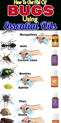 an image of bugs using essential oils to help them get rid from pests and mosquitoes