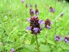 Prunella vulgaris Holistic Herbalism, Prunella Vulgaris, Herbal Living, Medicinal Weeds, Healing Wounds, Healing Herbs, Health Info, Prove It, Self Healing