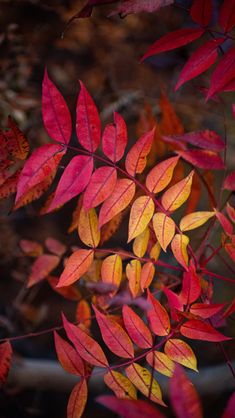 some red and yellow leaves on a tree