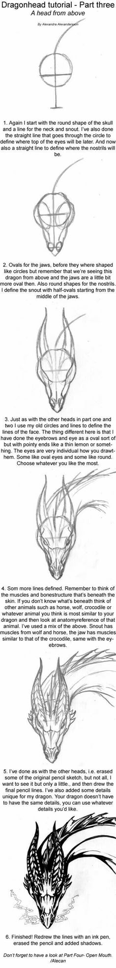 the steps in how to draw an animal's head