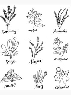 the different types of herbs and their names