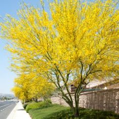 a yellow tree in the middle of a sidewalk