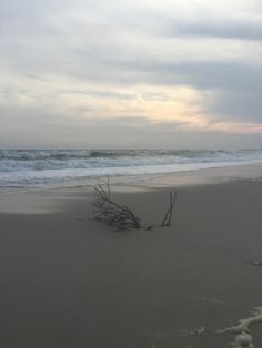 a tree branch laying on top of a sandy beach next to the ocean with waves coming in