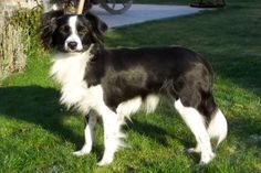 a black and white dog standing in the grass