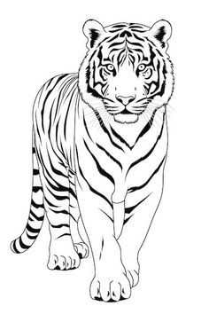 a black and white drawing of a tiger