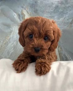 a small brown dog sitting on top of a white pillow