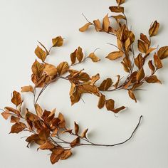 some brown leaves on a white surface