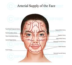 Digital Download Only: No Physical Prints Included Facial Anatomy - Arteries of the Face - Giorgia Premium, beautiful, clear, high-quality illustrations of facial arteries/arterial supply to the face for digital downloads. It is ideal for use in salons and clinics to create a beautiful framed reference poster & decoration for a professional brand image. Use for student training manuals & teaching resources. High Resolution. 300dpi For ease of use, the download has a transparent background & read Blood Vessels Anatomy, Arteries Anatomy, Derma Fillers, Muscles Of The Face, Face Anatomy