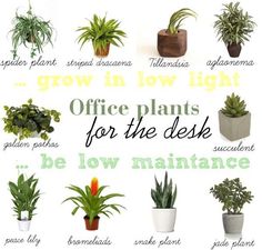 the office plants for the desk are labeled in different colors and sizes, including green