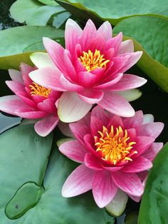 two pink water lilies sitting on top of green leaves