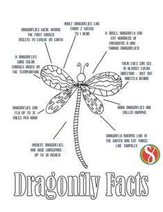 a diagram of the parts of a dragonfly that is labeled in english and spanish