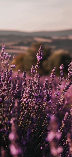 purple flowers in the middle of a field