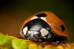 a ladybug sitting on top of some green leaves