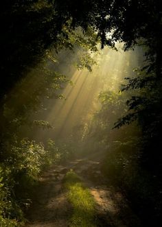 sunlight shining through the trees onto a dirt path