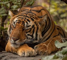 a large tiger laying on top of a rock