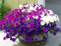 purple and white petunias in a wooden barrel on the side of a building