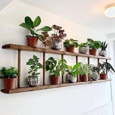 there are many potted plants on the shelves