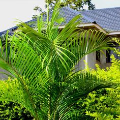 a palm tree in front of a house