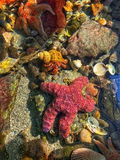 a starfish and other sea life on the bottom of a body of water with rocks