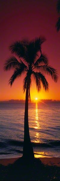 a palm tree on the beach at sunset