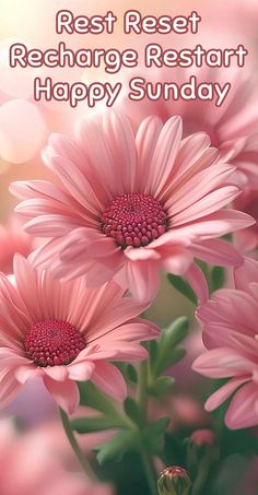 pink flowers with the words rest rest recharge restaurant happy sunday