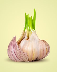 an onion is cut in half and ready to be picked from the ground with green stems