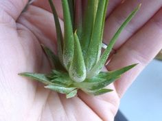 a person is holding an aloey plant in their hand