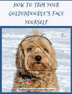 a goldendoodle's face is shown with the words how to trim your goldendoodle's face yourself