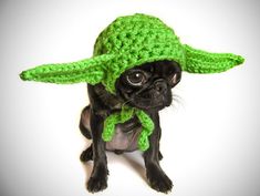 a small black dog wearing a green crocheted hat