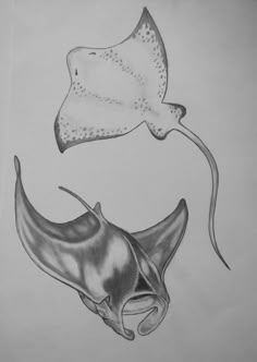 a drawing of a stingfish and a manta ray