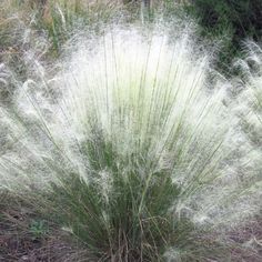 the grass is blowing in the wind