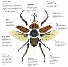 an insect with different parts labeled in it