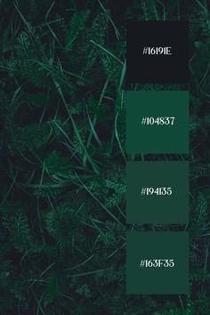 A dense cluster of foliage with a hunter green color palette. The various shades of green create a natural, calming effect, highlighting the lushness and intricacy of the leaves and grasses. Hunter Green Color Palette, Color Scheme Generator, Silver Color Palette, Hunter Green Color, Green Color Palette, Green Color Schemes, Green Palette, Calligraphy Logo, Forest Green Color