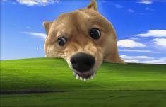 a dog with its mouth open looking over a green hill to the left and blue sky in the background