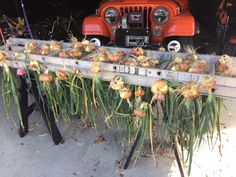 an old truck is loaded with onions and carrots