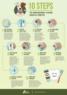 the steps to brushing your dog's teeth are shown in this info sheet with instructions