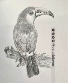 a pencil drawing of a toucan sitting on a branch with its beak open