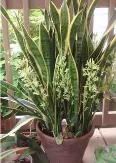 a potted plant sitting on top of a tiled floor next to a wooden fence