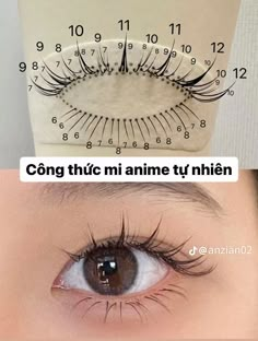 Anime Eyelash Mapping, Anime Lash Map, Lashes Map, Lash Guide, Makeup Knowledge