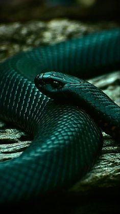 a black and green snake curled up on the ground