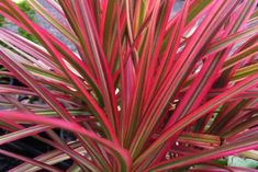 red and green plant with long thin leaves