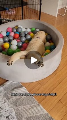 a dog laying in a ball pit filled with balls