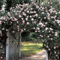 an arch covered in white flowers next to a forest