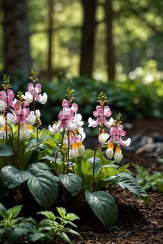 some pink and white flowers are in the dirt near green plants, with trees in the background