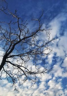 there is a tree without leaves in the foreground and blue sky with clouds in the background