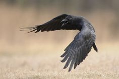 a large black bird flying over a dry grass field