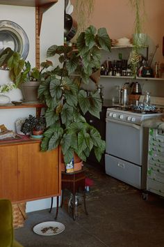 a potted plant sitting on top of a wooden table next to a stovetop oven