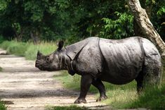 a rhinoceros walking down a dirt road in front of some trees and bushes