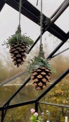 two pine cones hanging from the ceiling in a greenhouse