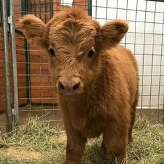 a baby calf standing in the grass next to a fence